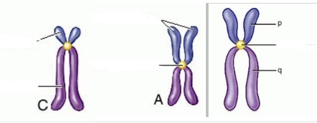 <p>Chromosomes (5)</p><p>Dog, Cat, Cow</p>