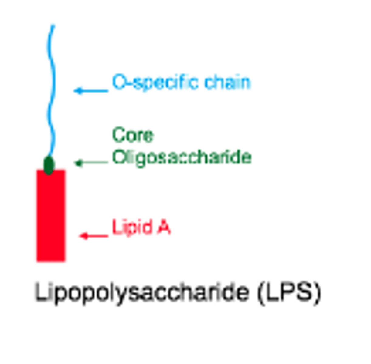 <p>O specific chain is also an oligosaccheride and may be called O-specific antigen. It is highly specific to species.</p>