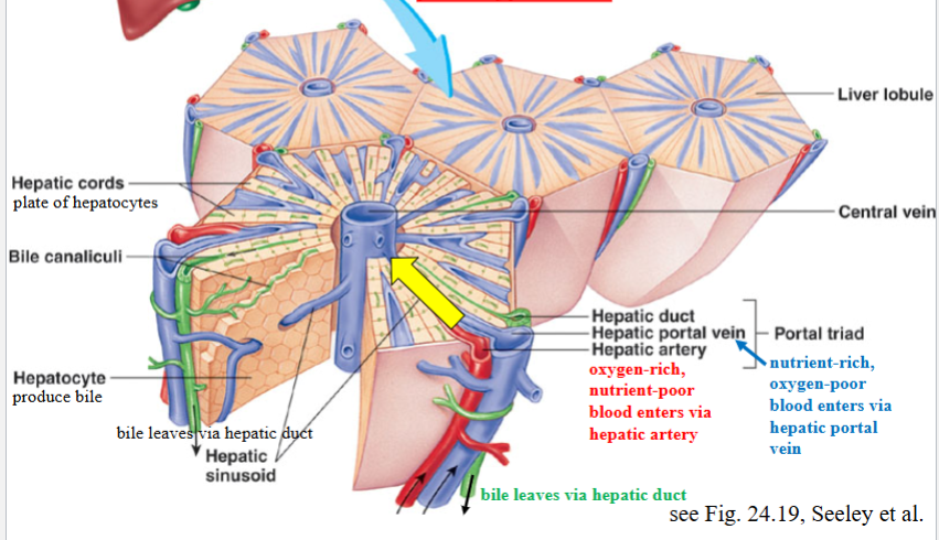 <p>Blood flow through the liver slows in people</p><p>who have liver disease. When this happens, the</p><p>pressure in the portal vein goes up</p>