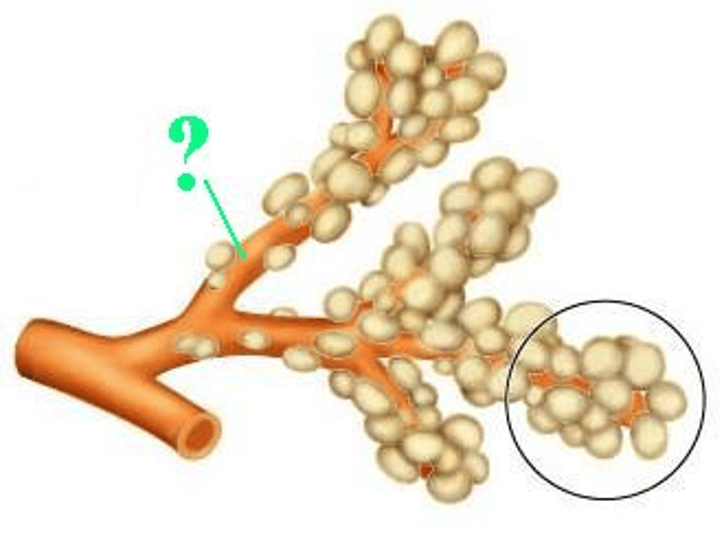 <p>Identify the indicated structure.</p>
