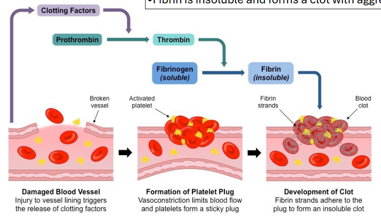 <p>thrombin (ser protease) made as prothrombin (zymogen)<br>prothrombin hangs out in the blood and when it gets cleaved, it becomes active thrombin, which cleaves fibrinogen into fibrin<br>fibrin is insoluble and forms clot with aggregated red blood cells and platelets<br>proteolytic cleavage prevents active thrombin from being in blood all time and clotting blood all the time while allowing it to be active whenever needed</p>
