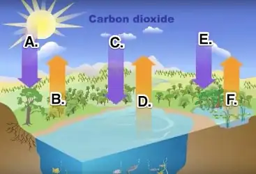 <p>The Great Lakes ecosystem contains various types of habitats: forests, marshes, wetlands, and dune communities. These communities allow for more than 3,500 species of plants and animals to inhabit the basin. The many varieties of mammals, amphibians, reptiles, birds, and fish make the Great Lakes basin a unique and complicated ecosystem. The northern parts of the Great Lakes region are home to dense coniferous and northern hardwood forests, while largely grasslands and prairies cover the southern areas of the region. The marshes, wetlands, and dune communities are located near and along the many lake shores. Yet the Great Lakes ecosystem is in a state of change. Climatologists have determined that the climate of the Great Lakes basin will increase by 2 to 4 degrees Celsius. Warmer air temperatures affect lake levels by reducing runoff and increasing evaporation from the lake surface. Studies have shown that the predicted increase in air temperature will drop lake levels by half a meter to two meters Consider the predictions of climatologists. How will the model of the carbon cycle inputs and outputs change if they are correct?</p>