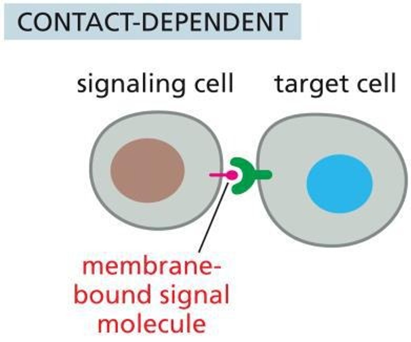 <p>Contact-dependent signaling.</p>