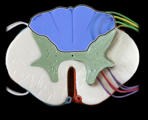 <p>What structure is shown?</p>