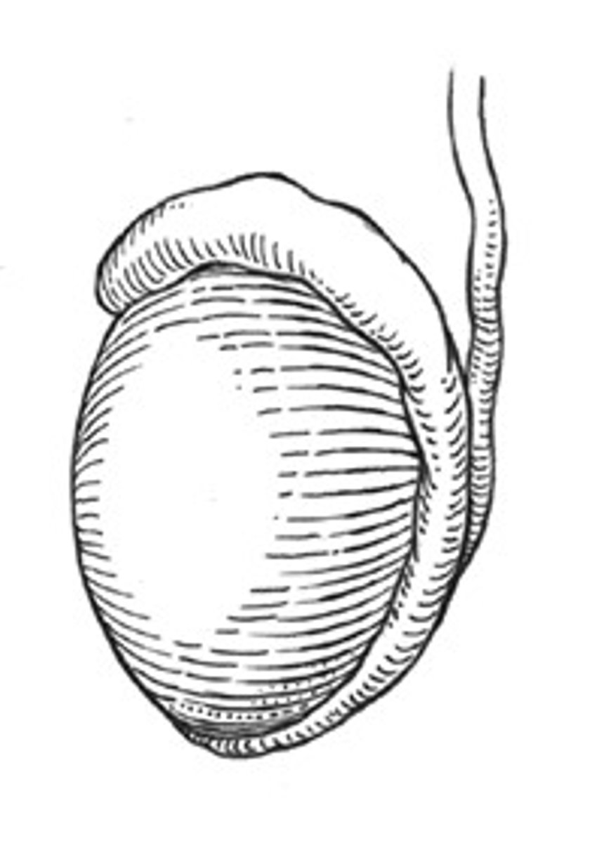 <p>testis, testicle</p>