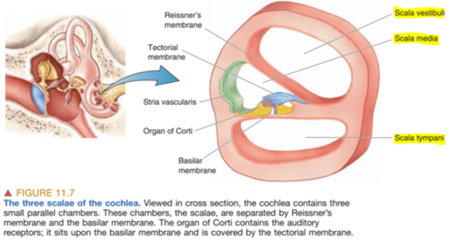 <p>scala vestibuli, scala media (also called cochlear duct), scala tympani</p>