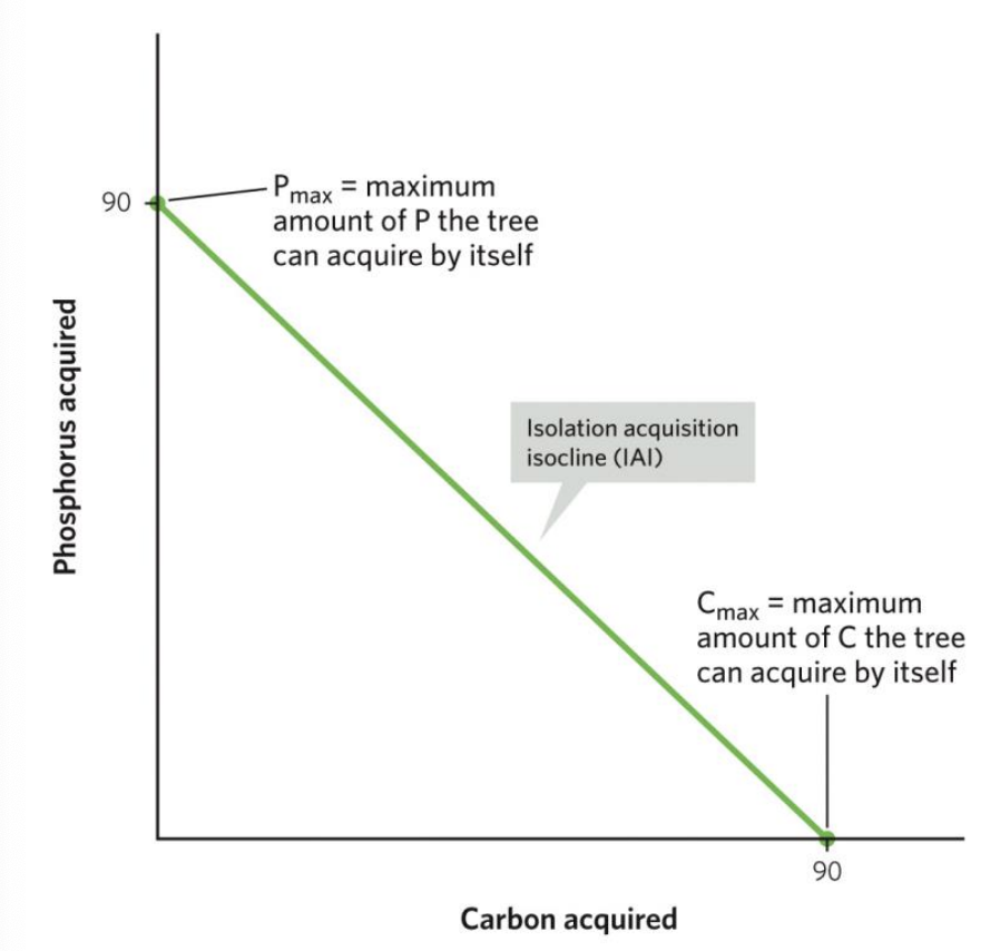 <p>represents all the combinations of ways that the tree can use its resources to acquire carbon (C), phosphorus (P), or both if the two resources do not interact (meaning if acquiring one does not block or facilitate acquiring the other).</p>
