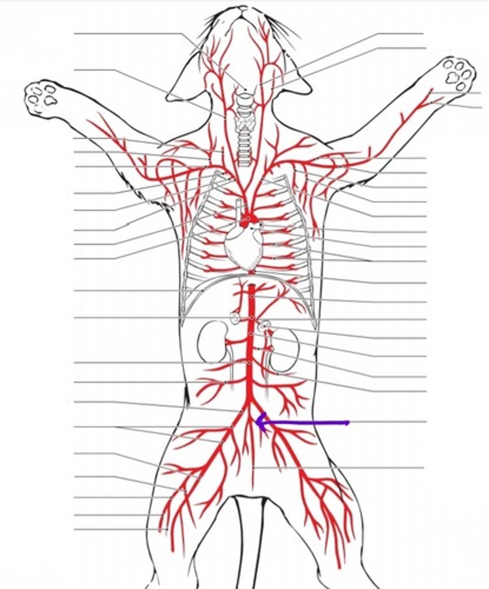 <p>identify the artery</p>