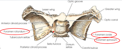 <ul><li><p>rotundum</p></li><li><p>ovale</p></li><li><p>spinosum</p></li></ul><p></p>