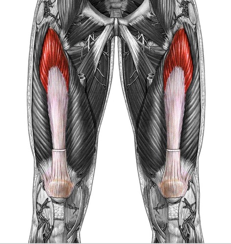 deep to the rectus femoris