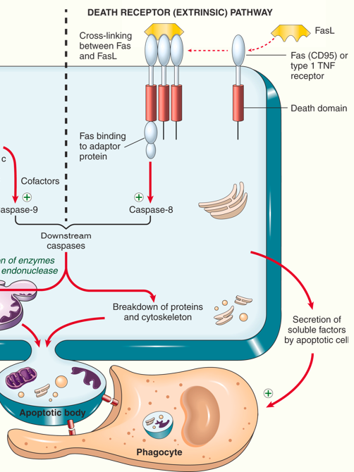<ol><li><p>death receptors on cell surface are capable of triggering apoptosis</p></li><li><p>members of the tumour necrosis family containing death domains</p></li><li><p>Fas is a prototypic death receptor</p></li><li><p>Fas ligand (FasL) is expressed on activated T lymphocytes</p></li><li><p>recognition of Fas-expressing cells leads to crosslinking of Fas and binding of adaptor proteins</p></li><li><p>caspase activation</p></li></ol><p></p>