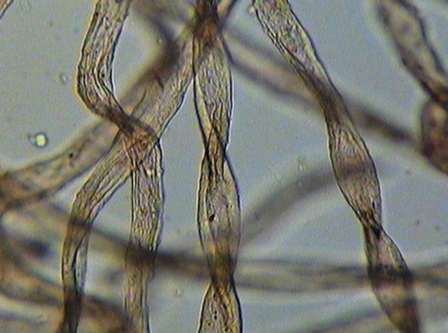 <p>What fiber is this?</p>