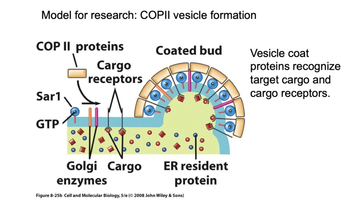 <ul><li><p>Cargo accumulates inside the curved bud on the ER membrane</p></li><li><p><strong>Cargo receptors</strong> bind <strong>soluble proteins</strong> inside the bud</p></li><li><p><strong>Transmembrane cargo</strong> (e.g., Golgi enzymes) also included</p></li><li><p>Coat proteins bind to cytosolic domains of cargo receptors → helps gather specific cargo</p></li><li><p>Some <strong>ER resident proteins</strong> may get in by accident, but not concentrated</p></li></ul><p></p>