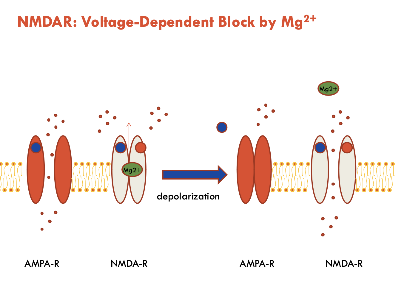 <p>At resting membrane potential, the channel pore of the NMDA receptor is <strong>blocked by Mg²⁺ ions</strong></p><ul><li><p>prevents flow of cations even when the receptor is activated by glutamate and co-agonist glycine</p></li></ul><p>When <strong>AMPA-R is activated</strong>, depolarisation will cause Mg<sup>2+ </sup>to be expelled</p><ul><li><p>allows ions to flow through</p></li></ul><p></p><p>The Mg<sup>2+</sup> block ensures that NMDARs only become active when two conditions are met:</p><ol><li><p class=""><strong>Presynaptic glutamate release</strong> (ligand binding)</p></li><li><p class=""><strong>Postsynaptic depolarisation</strong> (Mg²⁺ removal)</p></li></ol><p></p>
