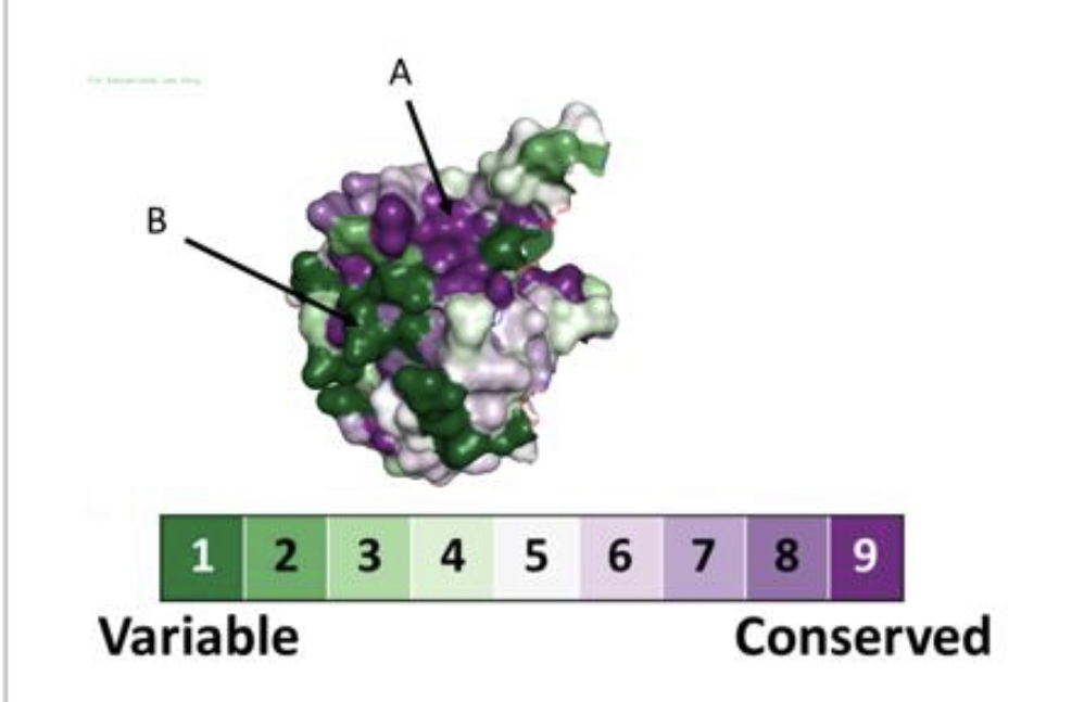 This figure shows the SARS-CoV-2 nucleocapsid protein colored based on conservation of amino acids in multiple sequence alignment and phylogenetic tree using Consurf webserver. Choose the correct answer based on the previous picture.

\
The site that is evolving fast (Higher evolutionary rate) → ?

\
Possible Active site (low evolutionary rate) → ?

\
More mutations/change are occurring at this site → ?

\
? = A or B