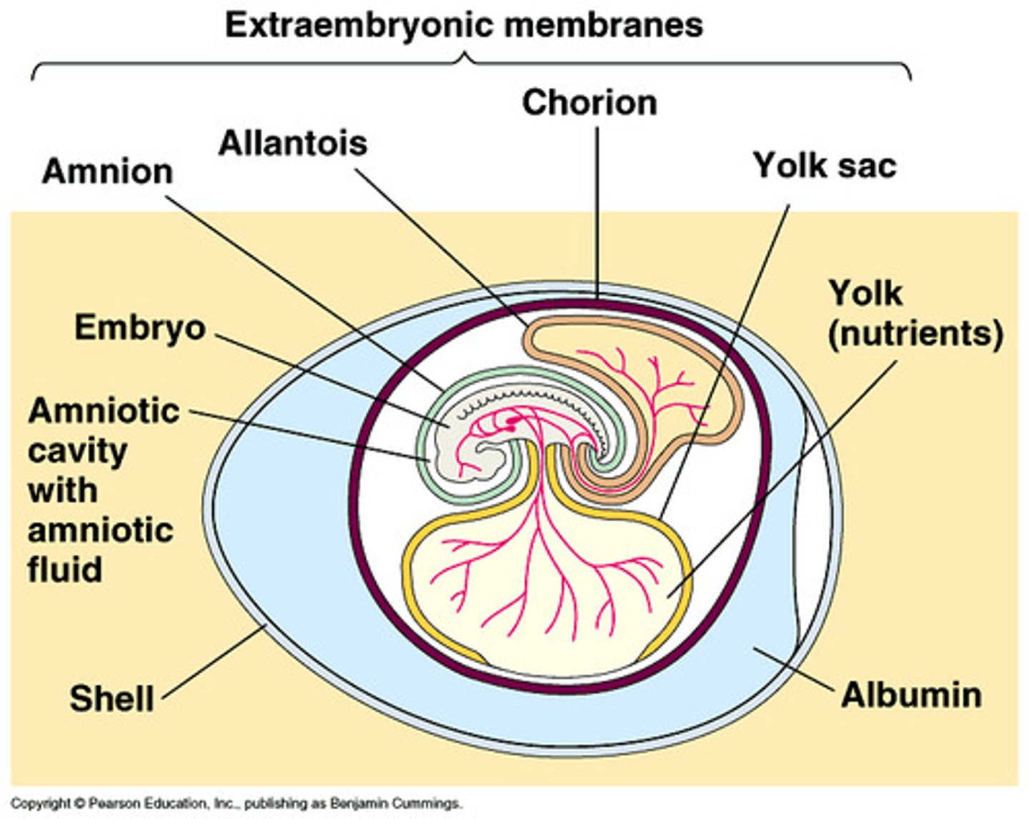 <p>Innermost membranous sac surrounding the developing fetus</p>