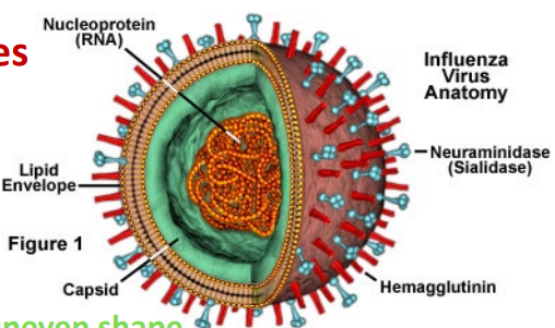 <p>Asymmetrical viruses</p>