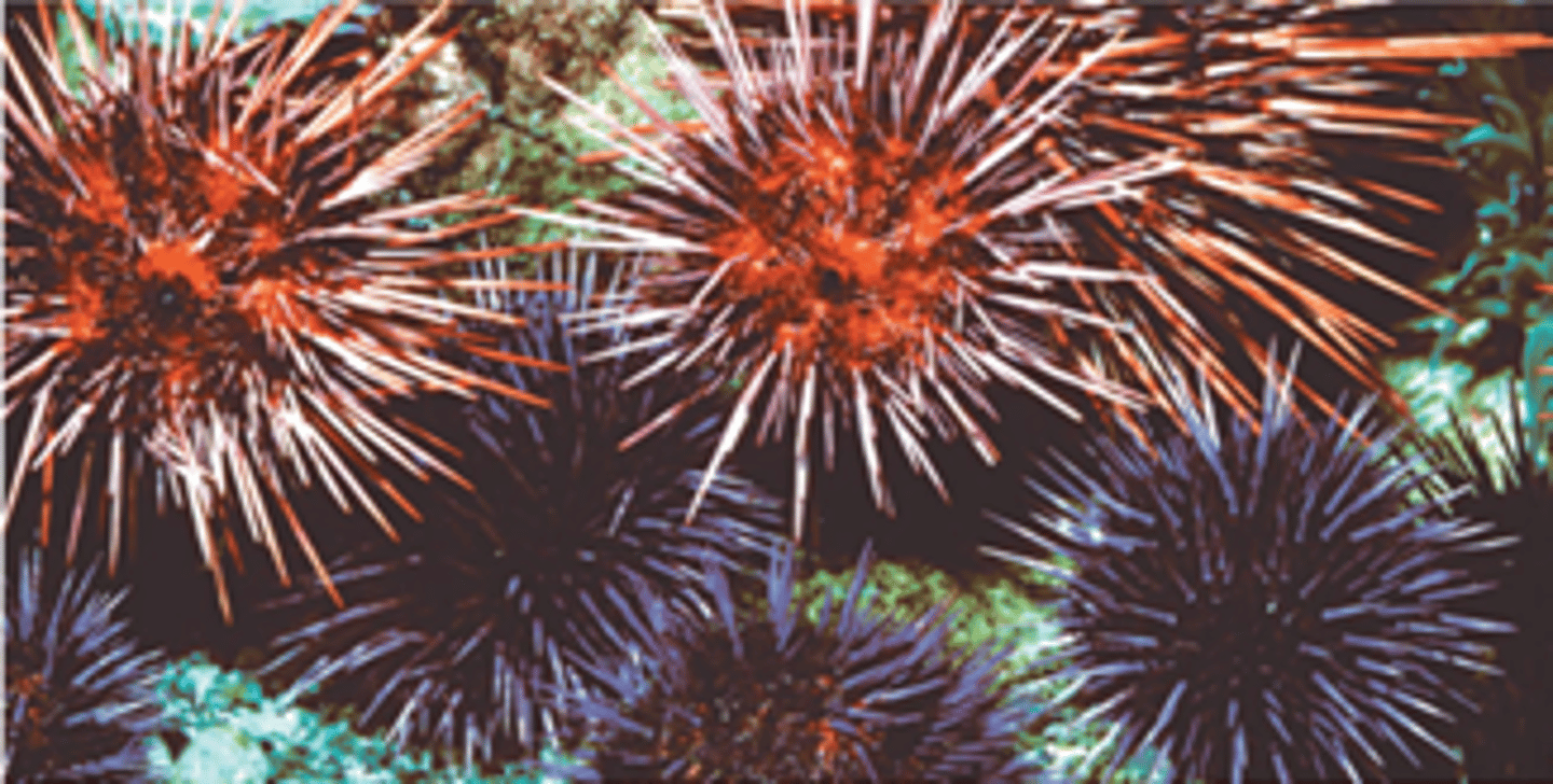 <p>When sperm can't fertilize the eggs.</p>