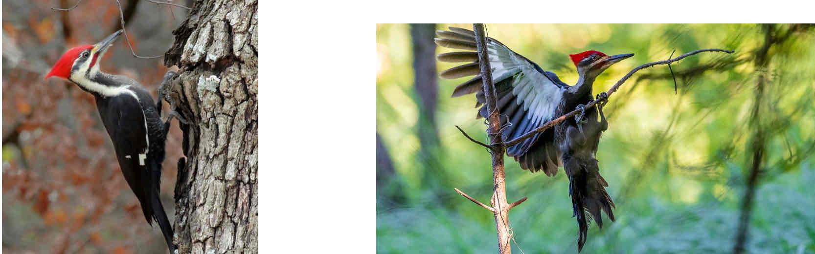 <p>Red head crest, white wings with blue wing tips</p>