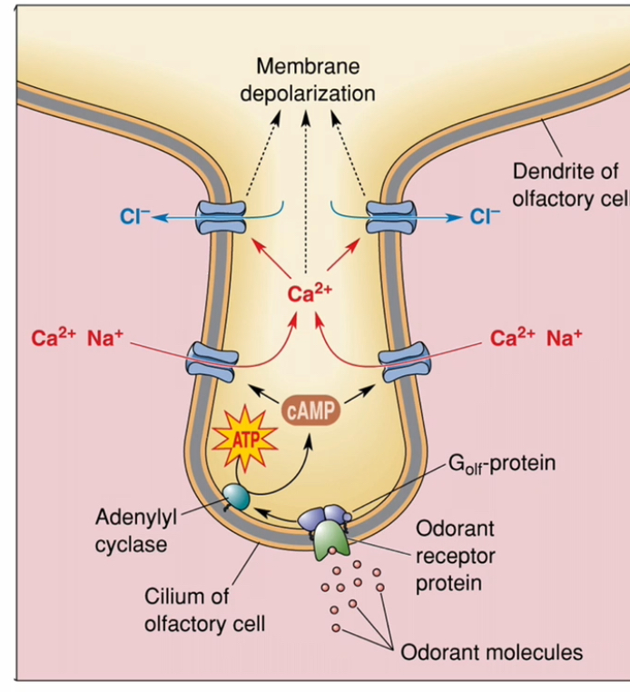 <p>Odorant receptor GPCRs located on the olfactory cilia.</p><p>Golf (G-olfactory).</p><p></p><p></p><p><strong>Odorant binding</strong></p><ul><li><p>Odorant molecules dissolve in mucus</p></li><li><p>They bind to odorant receptor proteins on the cilia of olfactory receptor neurons</p></li></ul><p></p><p><strong>G-protein activation</strong></p><ul><li><p>Receptor activation switches on the olfactory G-protein Golf</p></li><li><p>This starts the intracellular signalling cascade</p></li></ul><p></p><p><strong>Second messenger production</strong></p><ul><li><p>Adenylyl cyclase is activated</p></li><li><p>cAMP levels increase inside the cell</p></li></ul><p></p><p><strong>Ion channel opening</strong></p><ul><li><p>cAMP opens cation channels</p></li><li><p>Na⁺ and Ca²⁺ enter the cell</p></li></ul><p></p><p><strong>Signal amplification</strong></p><ul><li><p>Incoming Ca²⁺ opens Ca²⁺-activated Cl⁻ channels</p></li><li><p>Cl⁻ leaves the cell (high Cl⁻ inside olfactory neurons)</p></li><li><p>This greatly boosts depolarisation</p></li></ul><p></p><p></p><p><strong>Neuronal response</strong></p><ul><li><p>The membrane depolarises</p></li><li><p>If threshold is reached, an action potential is generated</p></li><li><p>The signal travels to the brain as smel</p></li></ul><p></p>