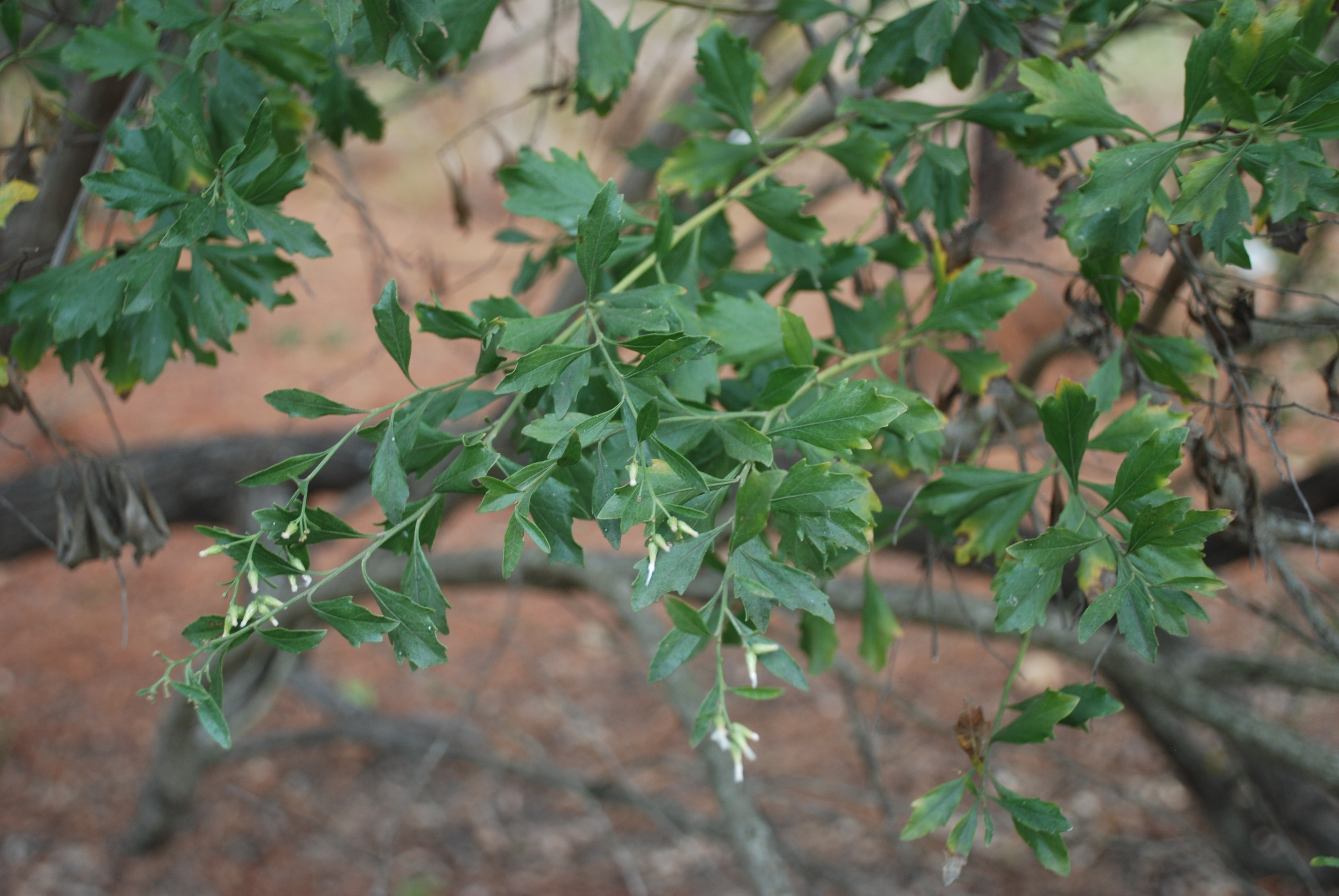 <p>What is the common name?</p>