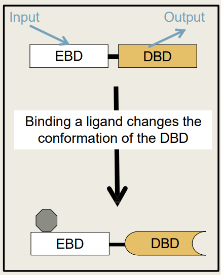 <p>What are the 2 parts of a <strong>Regulatory protein's</strong> modular structure?</p>