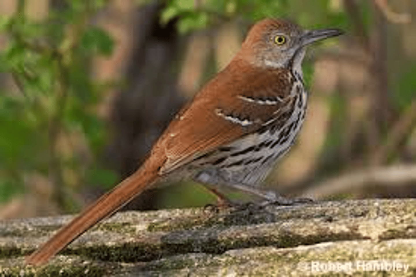 <p>Passeriformes</p><p>longer tailed and streaked belly instead of spotted like the wood thrush</p><p>long beak, thin dark streaks</p>