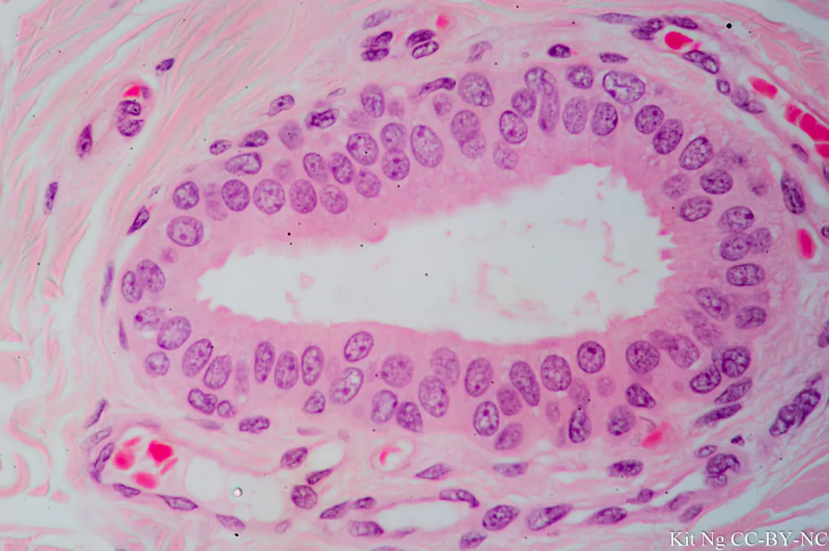 <p>Stratified Cuboidal Epithelium — Location</p>