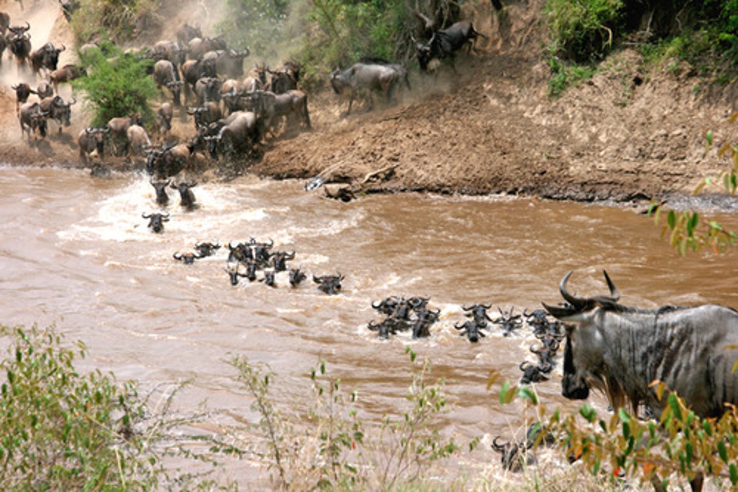 <p>migration</p>