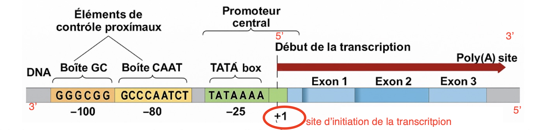 <ul><li><p>Boite TATA : séquence riche en T et A reconnu par le facteur TBP</p></li><li><p>Boite CAAT : augmente l’efficacité de la transcription</p></li><li><p>Elements GC : Régule l’intensité de la transcription</p></li><li><p>Site d’initiation +1 : Endroit où commence la synthèse d’ARN</p></li></ul><p></p>