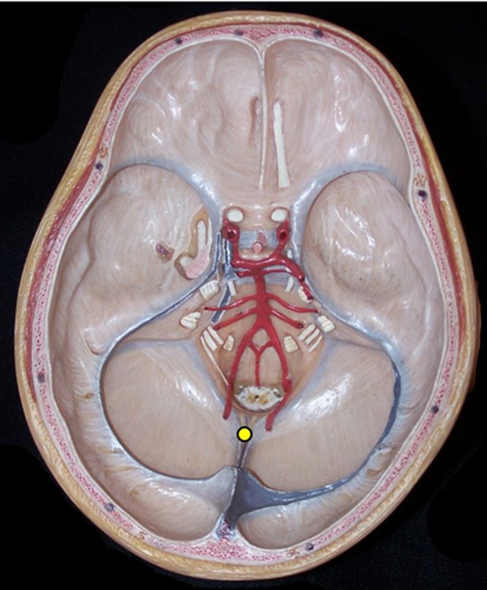 <p>separates the two hemispheres of the cerebellum</p>