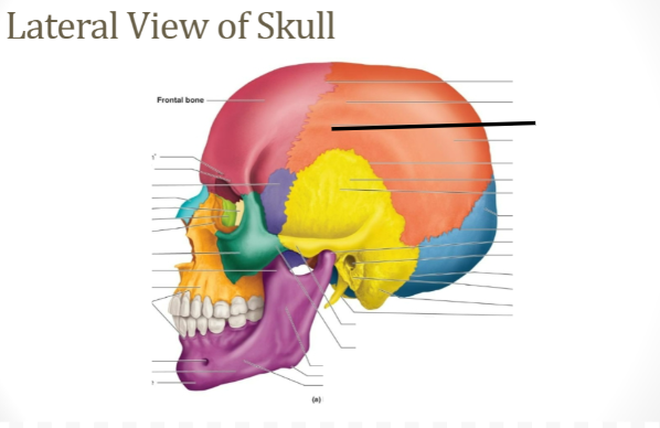 term image