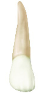 <p>more rounded than distal of CI, distoincisal angle is more rounded</p>