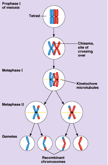 <ol><li><p>Occurs during Prophase I between homolgous chromosome pairs</p></li><li><p>Corresponding regions of sister chromatids are exchanged</p></li><li><p>Results in <strong>recombinant chromosomes</strong></p></li><li><p>Increases genetic variation by making “new” chromosomes that are different combinations of maternal and paternal genes.</p></li><li><p>Each gene on one homologous chromosome is aligned with a corresponding gene on another homologous chromosome</p></li><li><p>DNA of 2 nonsister chromatids are broken by specific proteins at points and the 2 segments beyond the crossover point are each joined to the other chromatid</p></li><li><p>In detail</p><ol><li><p>During early prophase I the homologous pairs held together along length by protein structure.</p><ol><li><p>Protein is synaptonemal complex</p></li><li><p>Process is synapsis</p></li></ol></li><li><p>During late prophase synaptonemal complex broken down so homologs pull apart slightly but are connect at the chiasmata.</p></li><li><p>Chiasmata are the result of cohesins btw the segments of sister chromatids that have been separated by crossing over.</p></li></ol></li></ol>