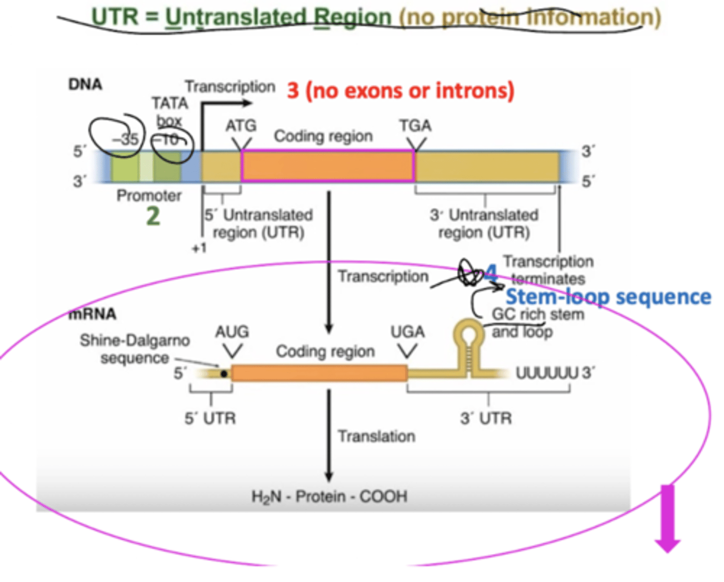 <p>An operon is a polygene region consisting of a promoter (2), no exons/introns (3), and a stem-loop sequence (4) that terminates transcription.</p>