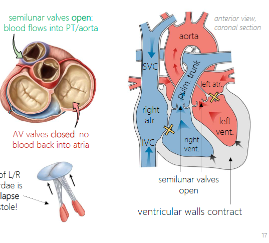 <p>both ventricles contract and blood is pumped out via open semilunar valves, but now AV valves are closed to prevent backflow into atria</p><ul><li><p>longer phase</p></li></ul><p></p>