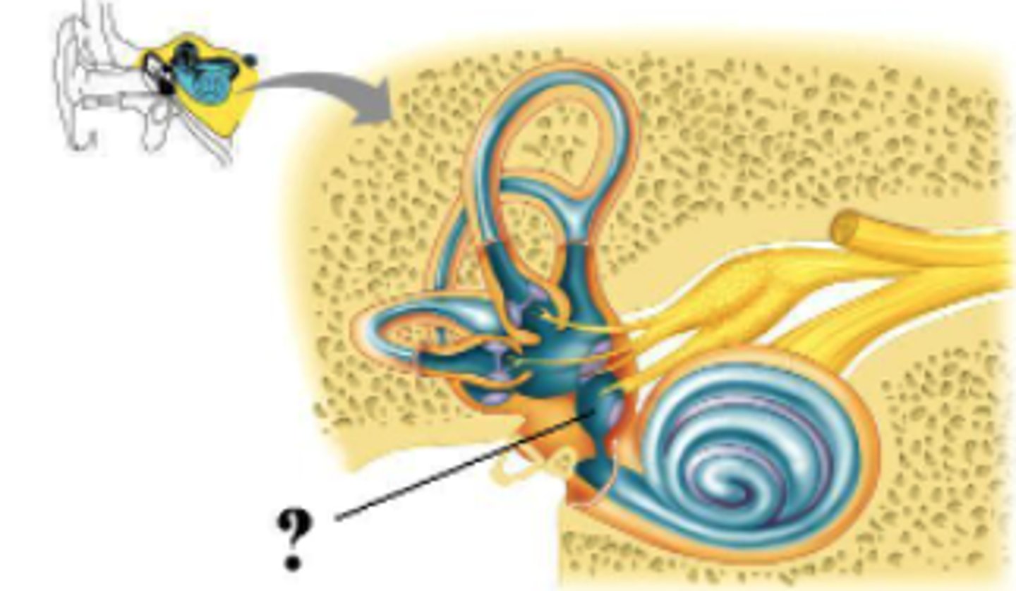 <p>saccule</p>