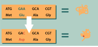 <p>change from one amino acid to another amino acid </p><p>—> i.e: sickle cell anemia </p>