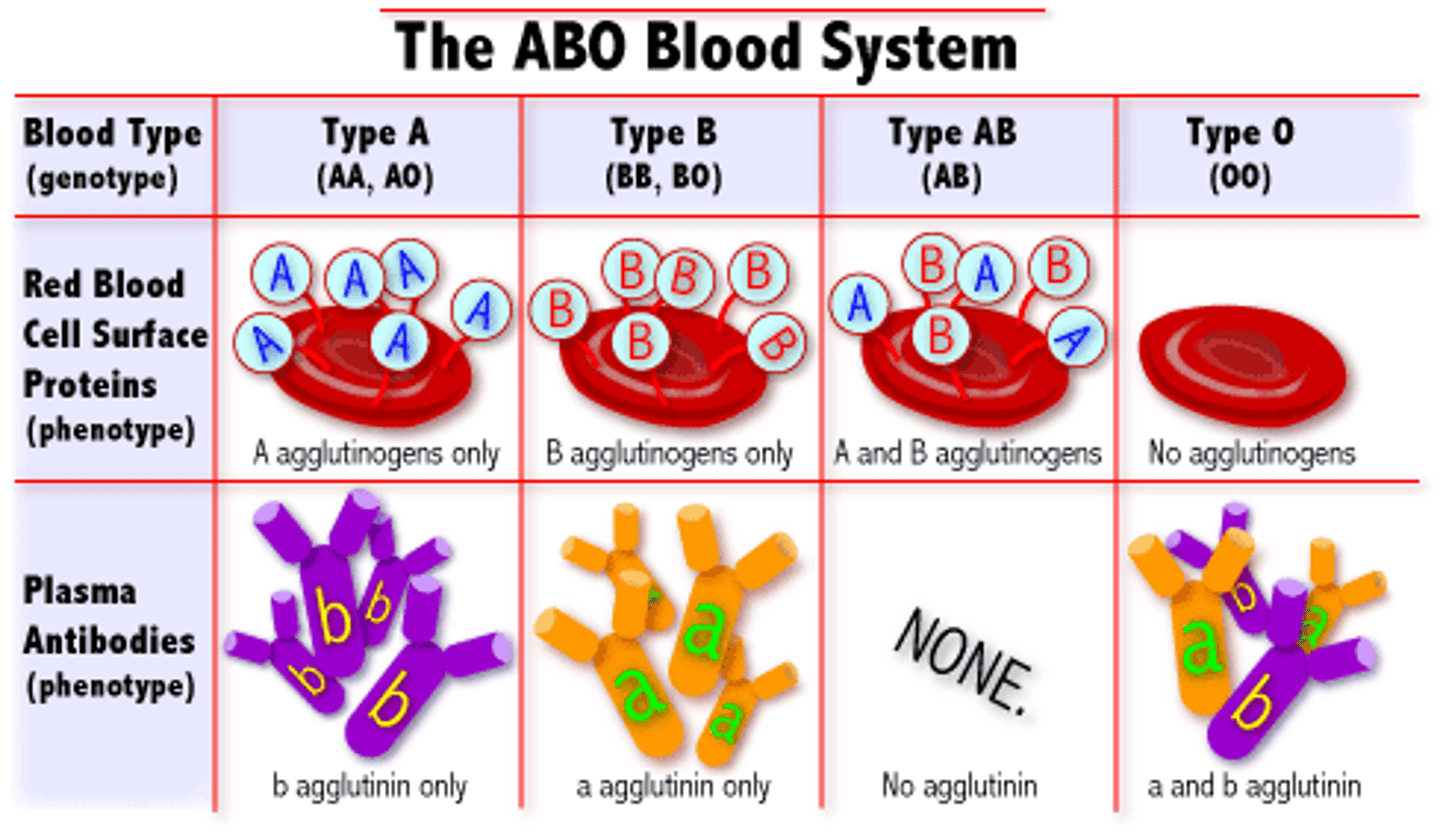 <p>Blood type indicates what types of proteins (called antigens) are located on the surface of the red blood cell.<br><br>Type A blood has type A antigens<br>Type B blood has type B antigens<br>Type AB blood has A &amp; B antigens<br>Type O blood has NO antigens</p>