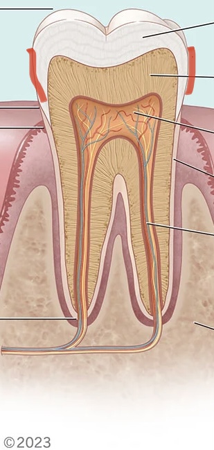 <p>Glazuur, uitw laag die kroon bedekt</p>