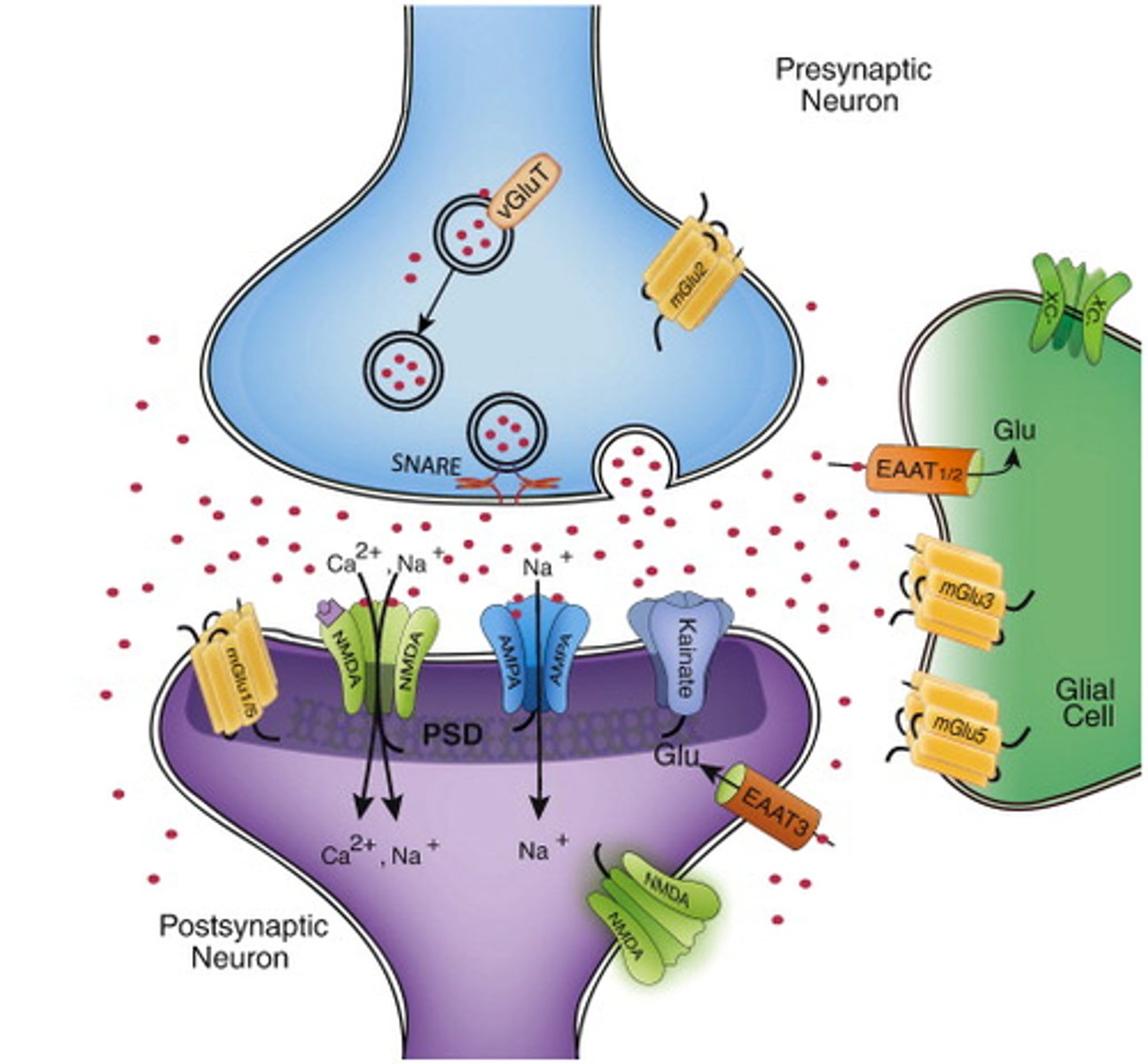 <p>The main excitatory neurotransmitter, helping neurons send signals.</p>