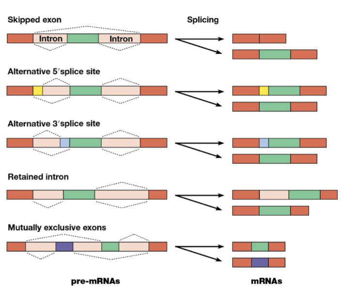 <p>a process where a single gene can produce multiple different proteins by joining different combination of exons from the initial pre-mRNA transcript</p>