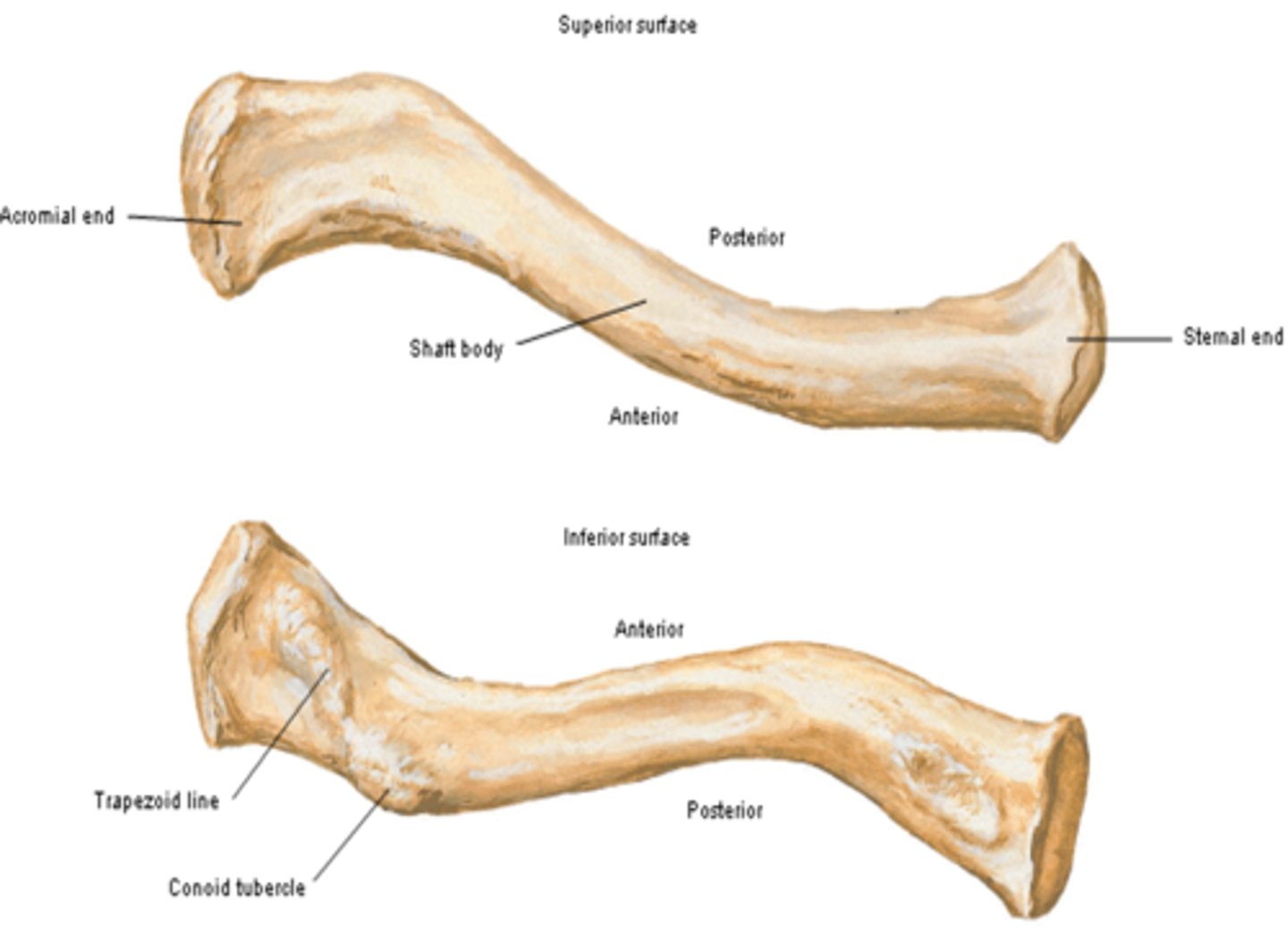 <p>lies deep to the platysma muscle and skin and it is smooth</p>
