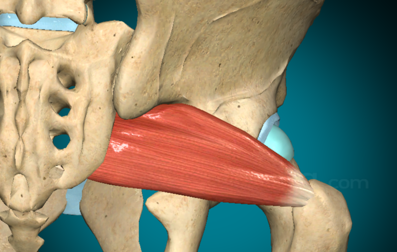 <p><strong>MUSCOLO PIRIFORME</strong></p>