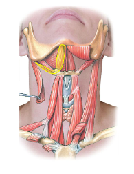 <p>Diagrastric muscles does what?</p>