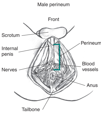 <p><strong>Perineum</strong></p><p>-________ to pelvic floor, margin formed by the pelvic ________</p><p>-Contains → ________ openings of GI and ________ systems, external opening of _____________ tract, and roots of _________ genitalia </p>