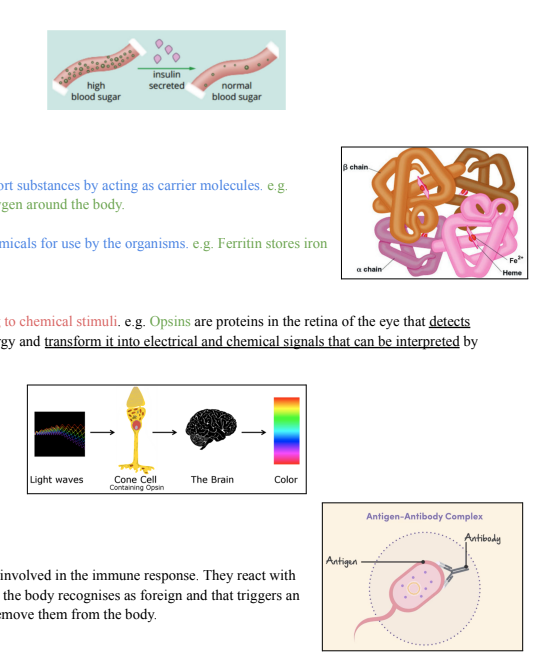 <p>Cell Communication</p><p>Hormones are proteins that act as a chemical messenger between cells. They communicate messages to a cell</p><p>about the environment around it and trigger responses in the target cell’s functioning.</p><p>e.g. Insulin</p><p>Transport and Storage</p><p>Transport Proteins: transport substances by acting as carrier molecules. e.g.</p><p>Haemoglobin transports oxygen around the body.</p><p>Storage Proteins: store chemicals for use by the organisms. e.g. Ferritin stores iron</p><p>Sensory Proteins</p><p>Assist the cell in responding to chemical stimuli. e.g. Opsins are proteins in the retina of the eye that detects</p><p>light. They absorb light energy and transform it into electrical and chemical signals that can be interpreted by</p><p>the brain.</p><p>Immunity Proteins</p><p>e.g. Antibodies are proteins involved in the immune response. They react with</p><p>antigens (any molecule that the body recognises as foreign and that triggers an</p><p>immune response) to help remove them from the body.</p><p></p>