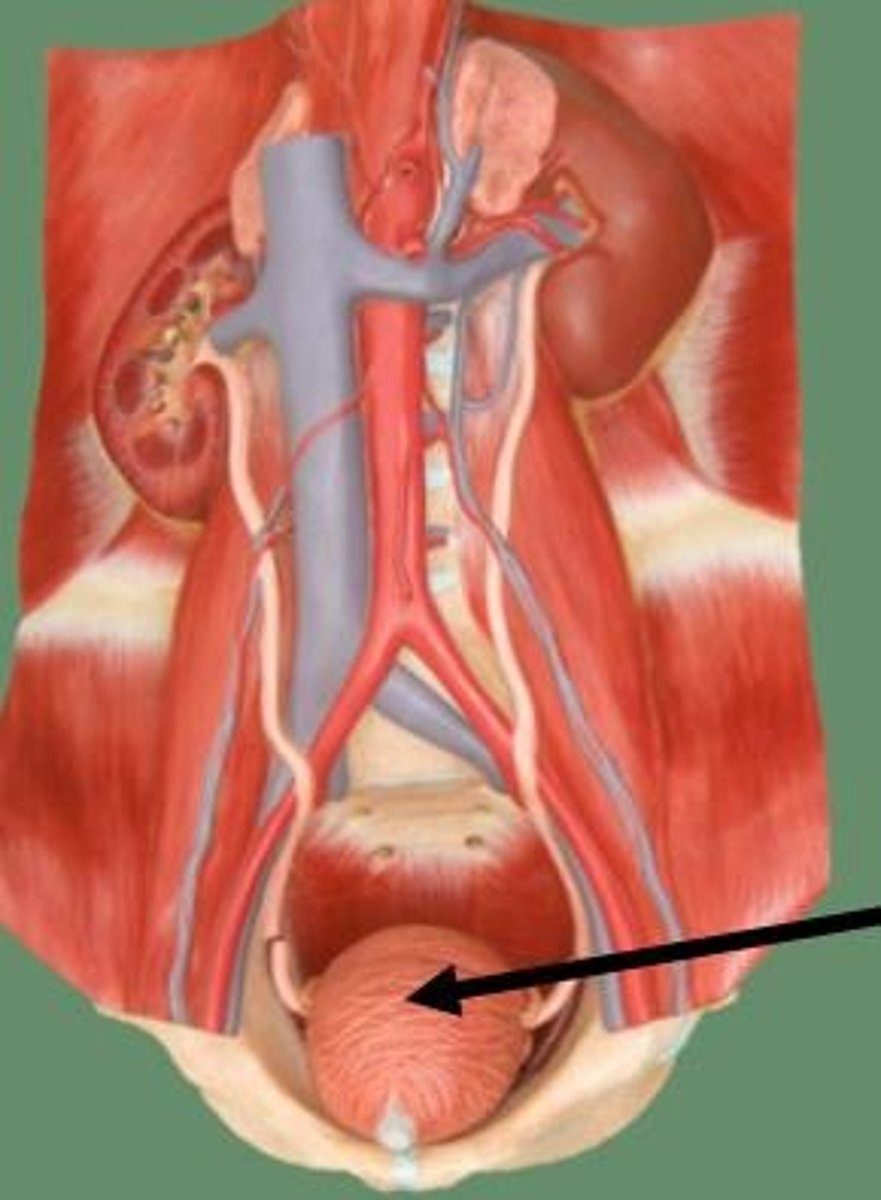 <p>hollow, muscular sac that holds and stores urine</p>