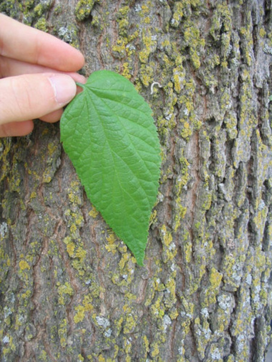 <p>hackberry</p><p>Family: Cannabaceae</p><p>Distinguish:</p><p>- Leaves have serration mainly toward the end</p><p>- Uneven leaf base</p><p>- Thick, Warty ridged bark all the way up</p>