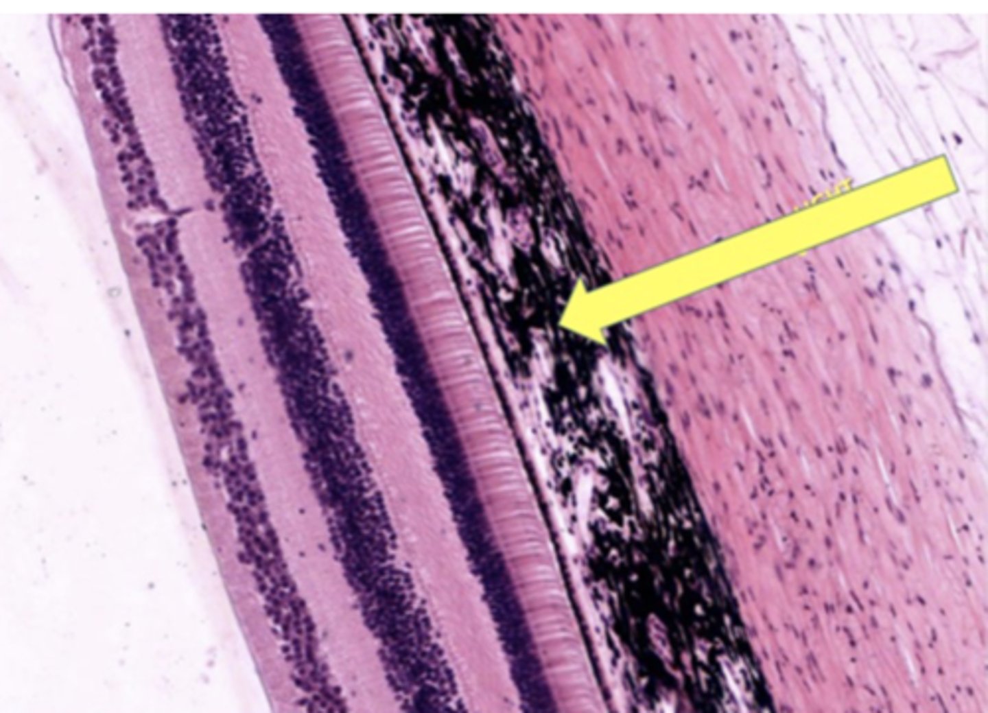 <p>Identify the general structure or layer</p>